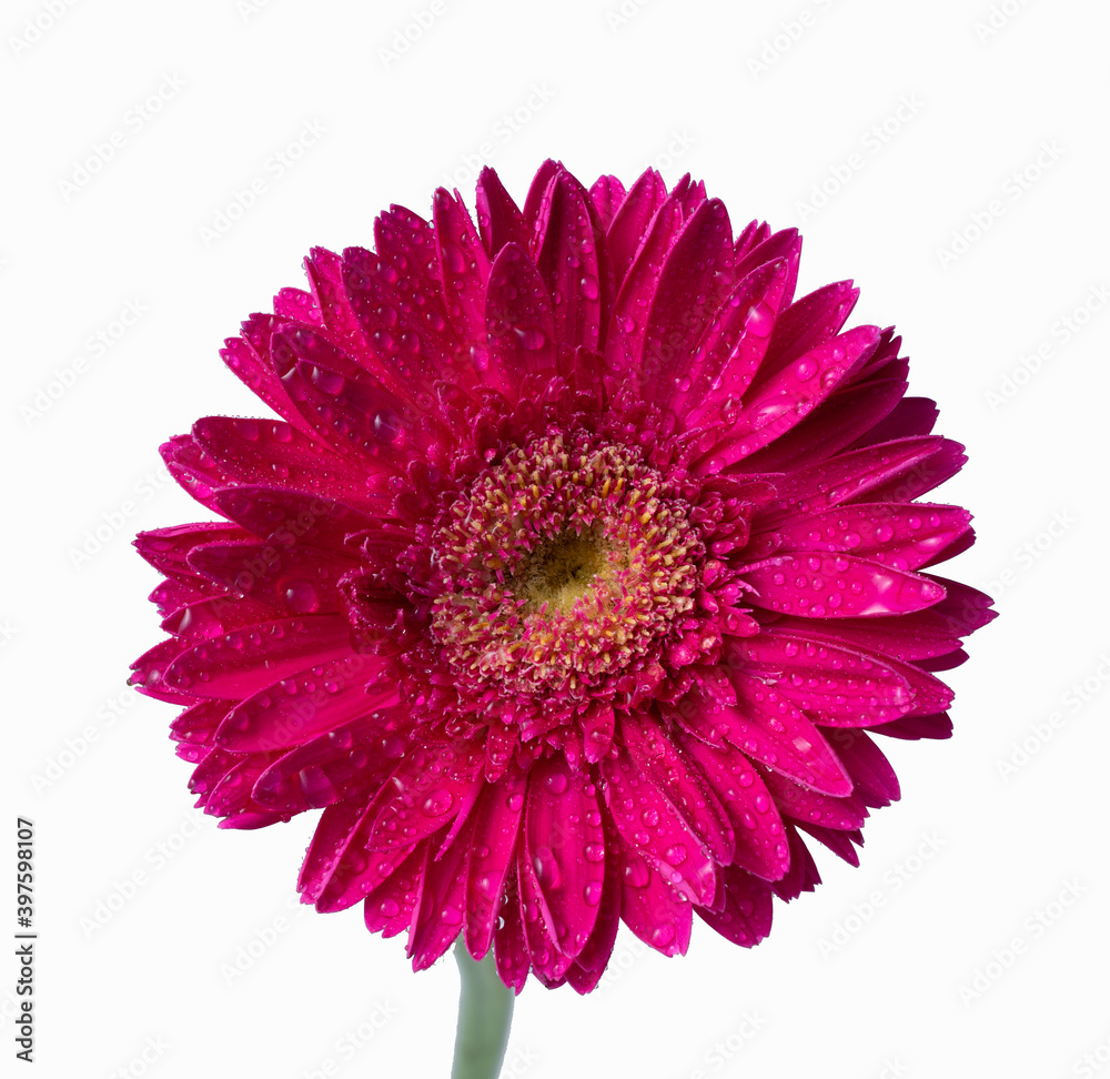 Beautiful gerbera flower in glass with white background