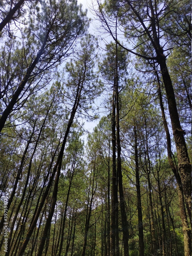 woods woods