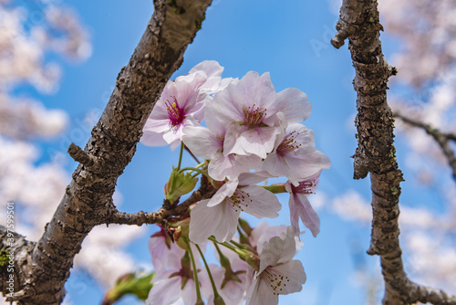 見頃を迎えた桜と青い空 Fototapet