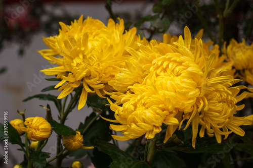 Yellow chrysanthemums with raindrops in garden. Small depth of field