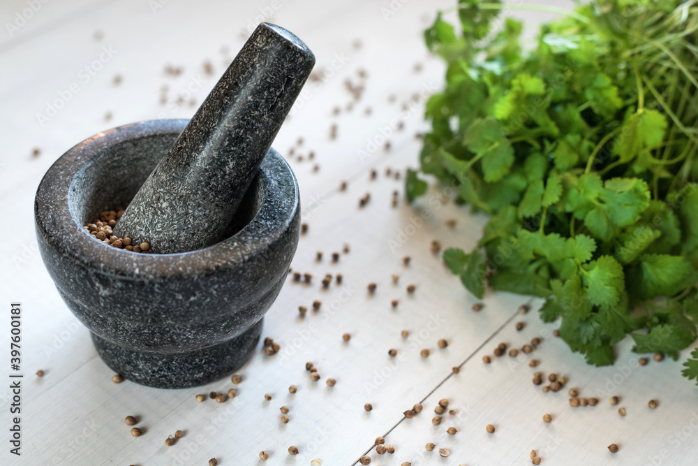 Cilantro coriander seeds spice with granite mortar. Cilantro coriander seeds spice with granite mortar.