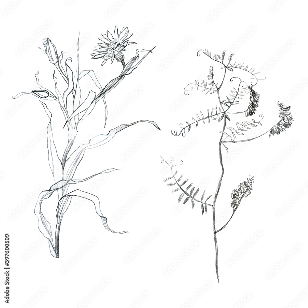 Illustration, pencil, set. Drawing of leaves and branches of plants. Freehand drawing on a white background.
