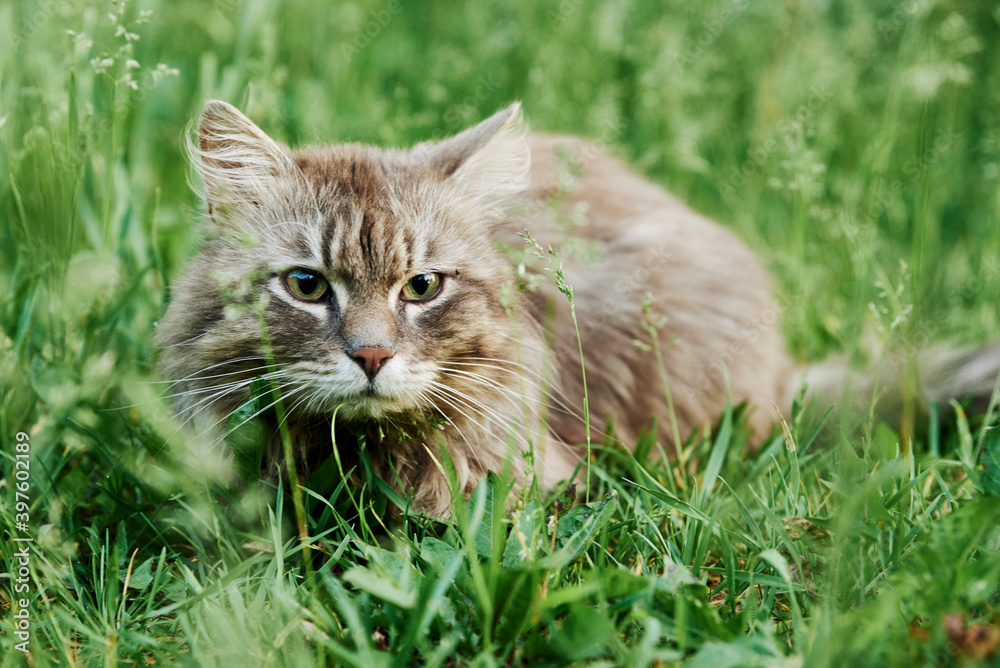 Gray cat in green grass. Cat portrait closeup
