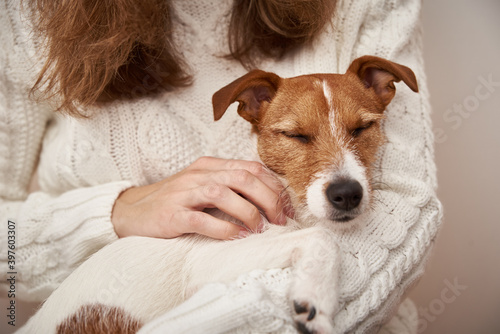 Dog sleep on woman hands. Pet care concept