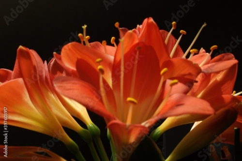 orange tiger lily