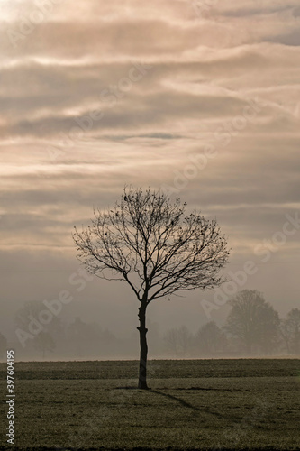 Samotne drzewo na polu o wschodzie