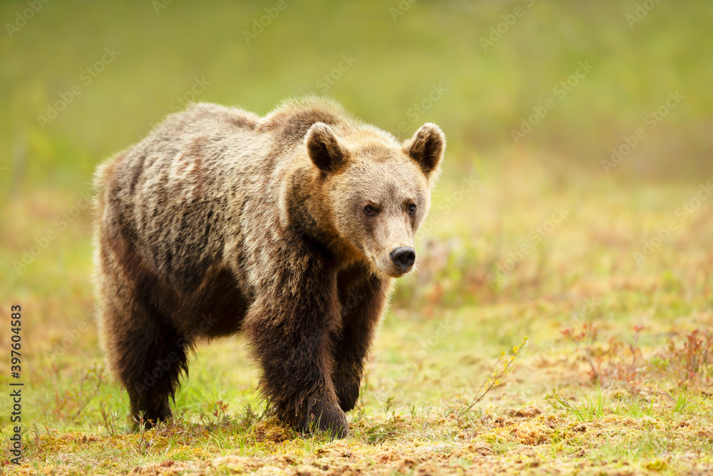 Close up of an Eurasian Brown bear standing in a swamp