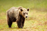 Close up of an Eurasian Brown bear standing in a swamp