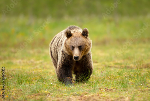 Close up of Eurasian Brown bear crossing a swamp