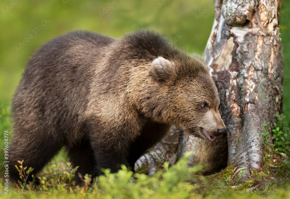 Fototapeta premium Close up of a young Eurasian Brown bear standing by a tree
