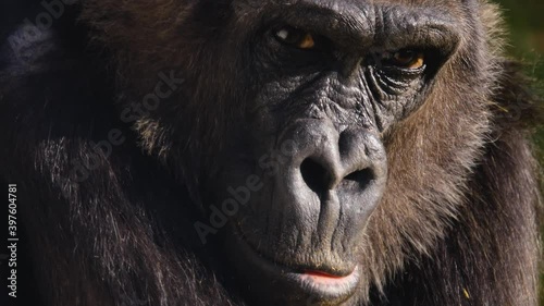 Close up of gorilla face opening his eyes. photo