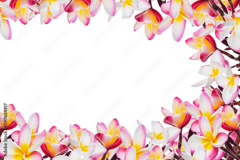 magnolia flower spring branch isolated on white background magnolia flower spring branch isolated on white background