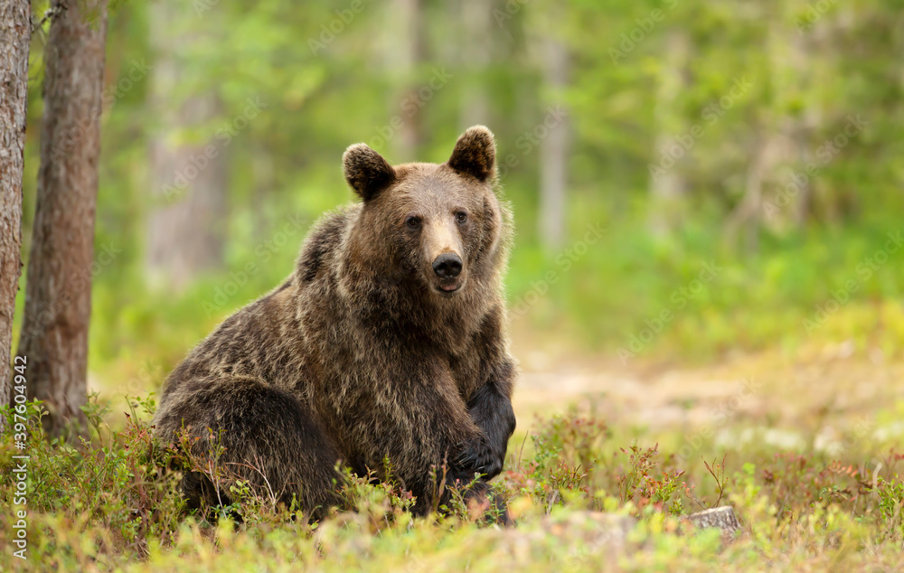 Obraz premium Close up of Eurasian Brown bear in forest
