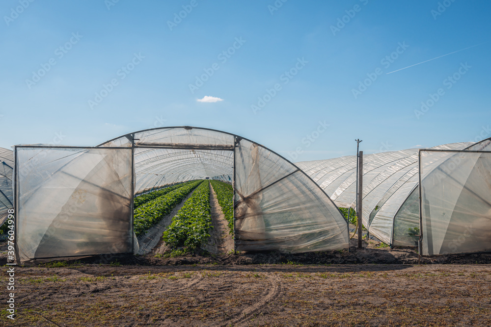 Strawberry cultivation in plastic-covered tunnel greenhouses. The strawberry plants grow in long rows. It is the beginning of the Dutch spring season. The plants are already blooming. Strawberry cultivation in plastic-covered tunnel greenhouses. The strawberry plants grow in long rows. It is the beginning of the Dutch spring season. The plants are already blooming.