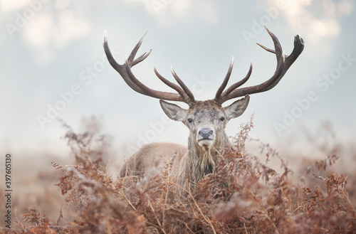 Portrait of a red deer stag on a misty autumn morning © giedriius