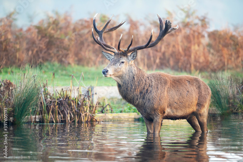 Close up of a red deer stag standing in water