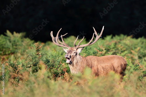 Close-up of a red deer stag calling during rutting season in autumn