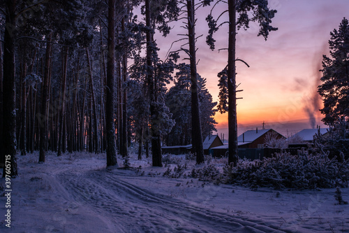 Winter rural road in frosty pine forest at twilight, dusk leading to village houses with smoking chimney among trees in frost at bright sunset in Russia, Siberia. Siberian landscape. Russian nature