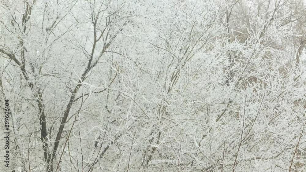 Snow-covered snow-white trees covered with snow. Time-lapse. Filmed on camera from morning to evening. Snow-covered snow-white trees covered with snow. Time-lapse. Filmed on camera from morning to evening.