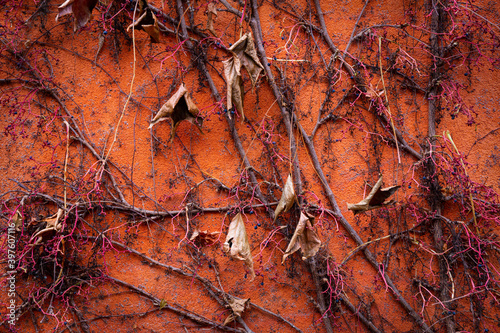 Climbing plant in autumn on an orange house wall © pixelklex