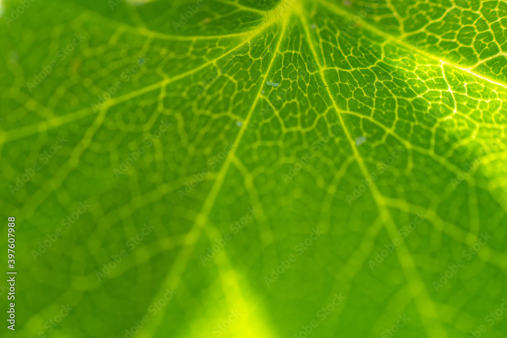 the texture of green leaf macro the texture of green leaf macro