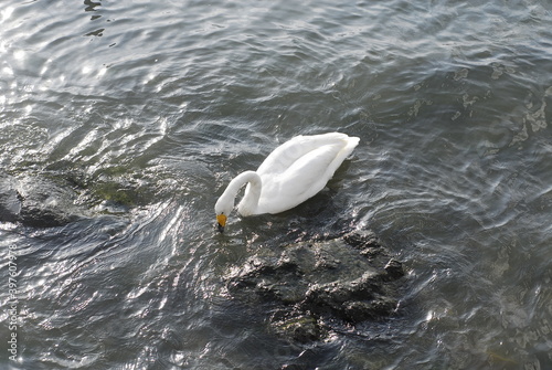 A wild white swan is lowering its head to drink water in the sea