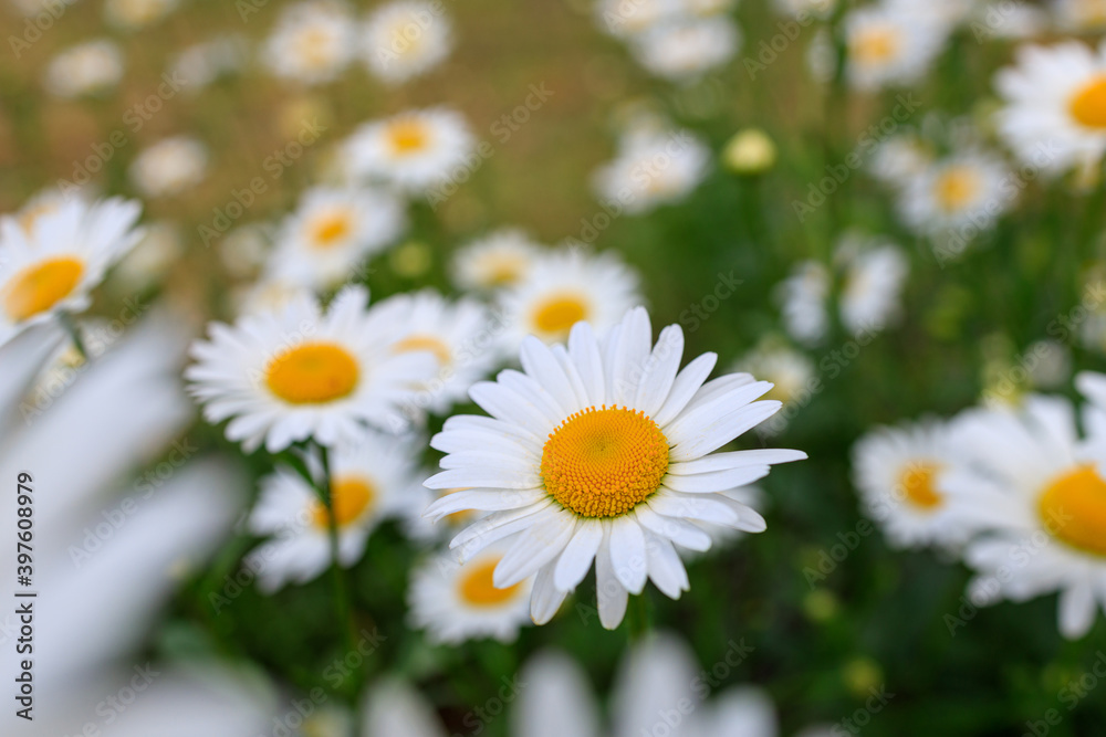 Obraz premium white daisies on the field, in the foreground a part of daisies