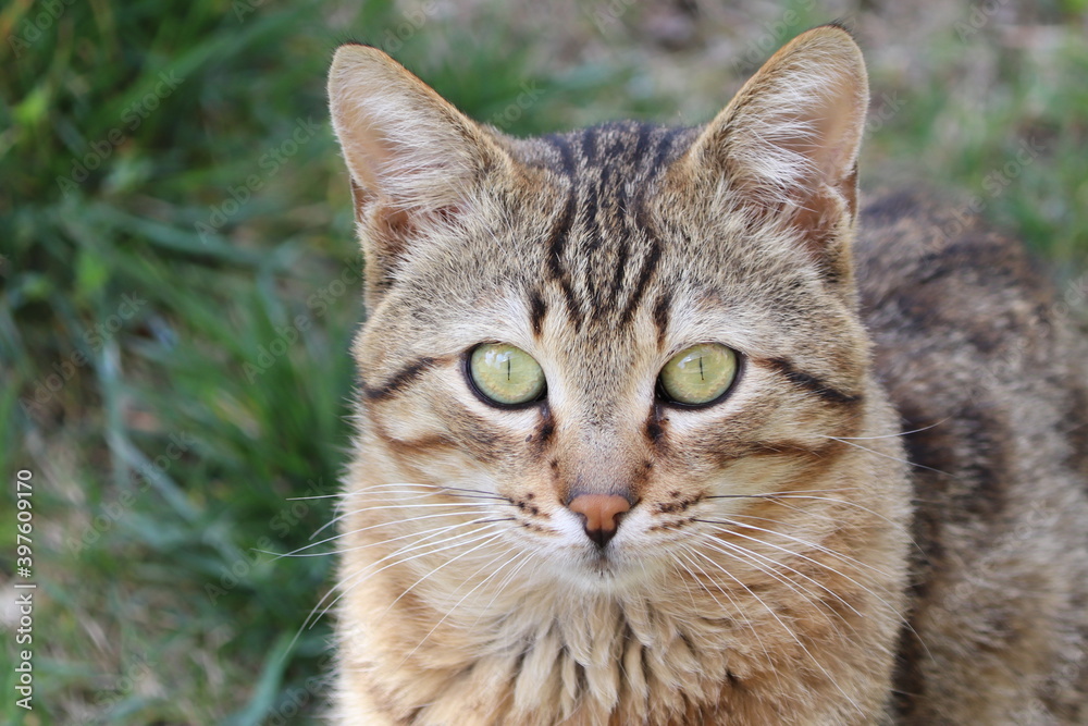 
tabby stray cat with green eyes.