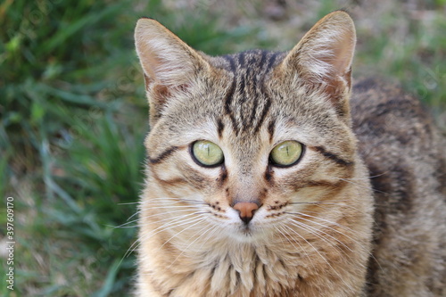  tabby stray cat with green eyes. © Hatice