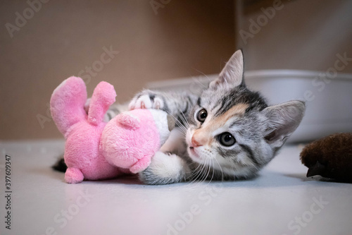 Cute playful rescue kitten in a no-kill animal shelter