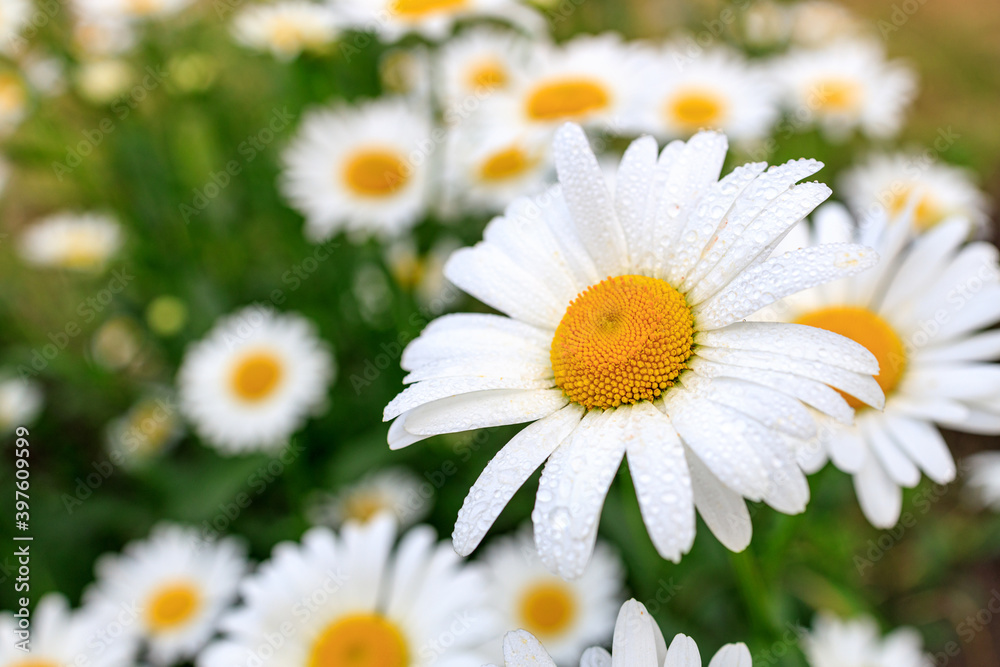 chamomile with dew drops on the background of the meadow chamomile with dew drops on the background of the meadow
