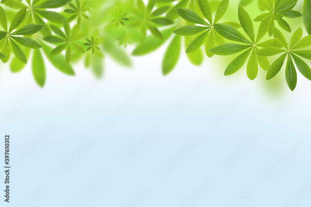 Green leaves pattern for summer or spring season concept on blue sky background