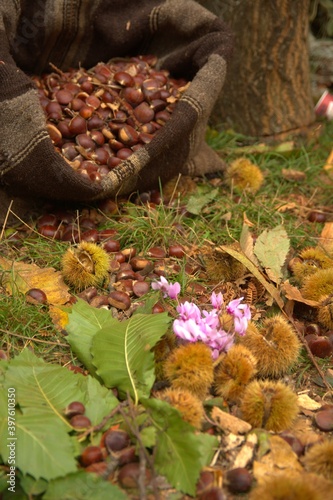 Chestnuts in Agrafa Karditsas