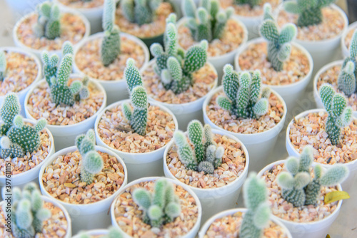 Close up to little cactus in mini pot © rukawajung