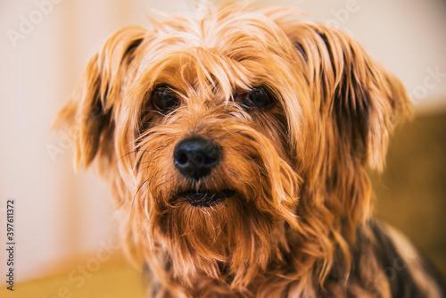 Portrait of a Yorkshire Terrier on the background of a Christmas tree