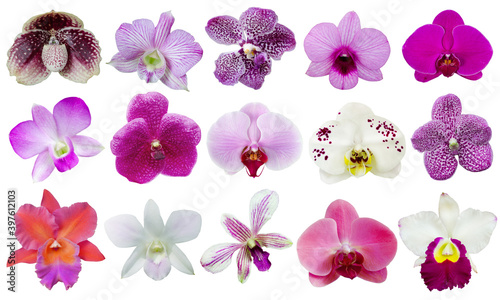 Collection of beautiful fresh orchid flower isolated on white background