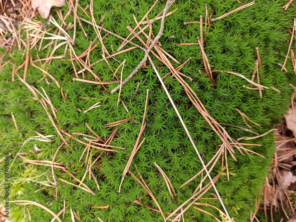 moss on the ground moss on the ground