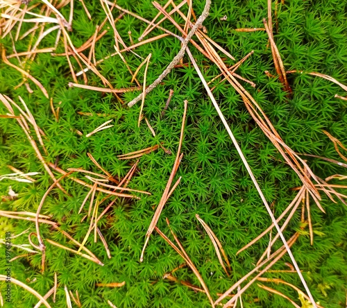 moss on the ground