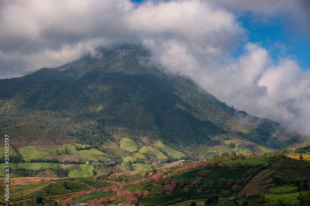 Fototapeta premium Beautiful cherry flowers bloom in tea hill in Sapa, Vietnam