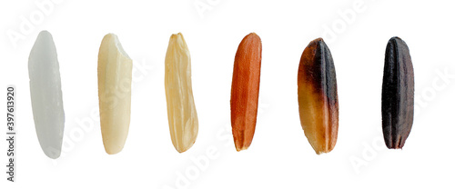 Variety kinds of dry organic white, brown, red, and dark purple rice seed collection isolated on white background