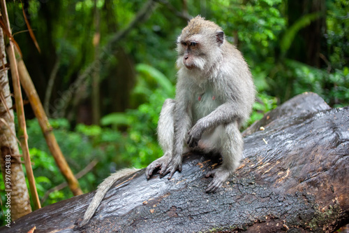 Portrait of monkey sitting on tree in the jungle
