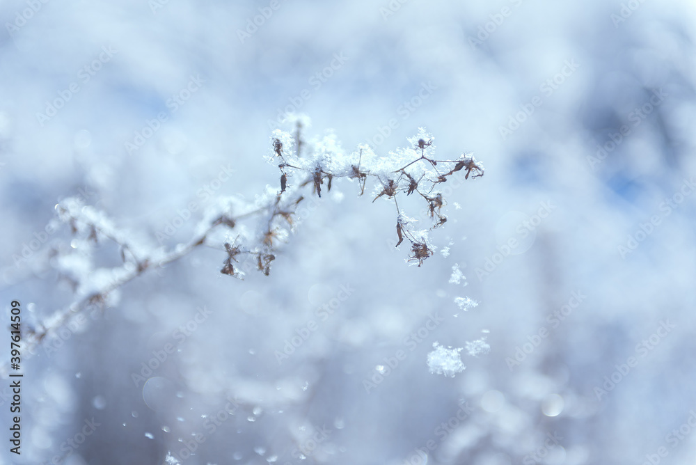 A blade of grass covered with frost