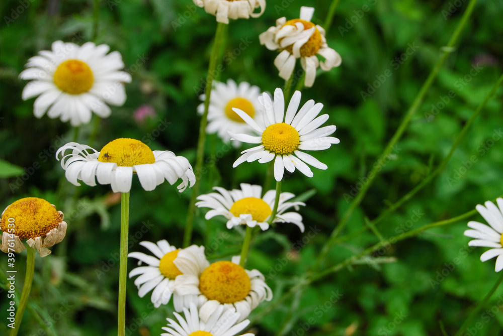 Fototapeta premium daisies in the grass