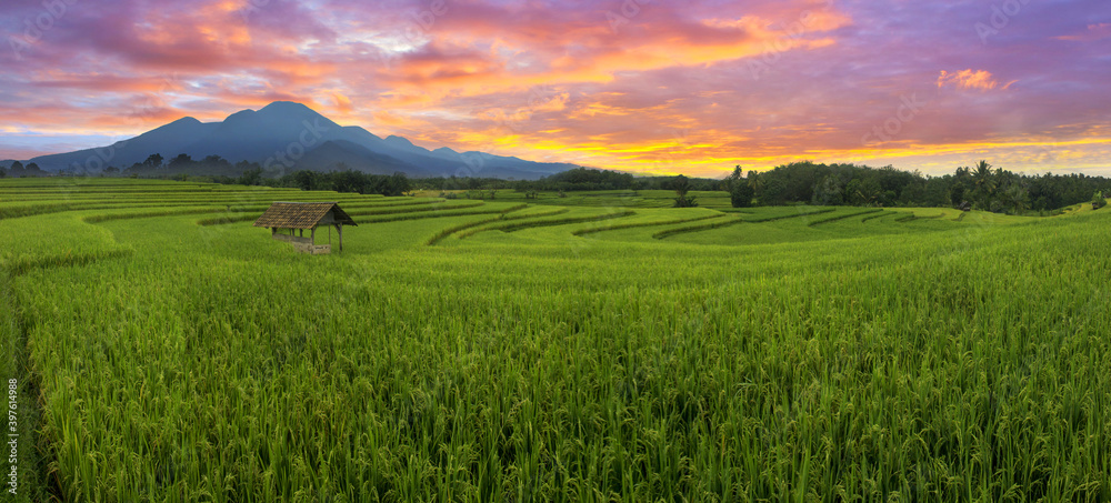 Landscape view beauty morning indonesia, , rice fields in the morning with its yellowing color with blue mountains and warm colored skies does make us calm in north Bengkulu, Indonesia