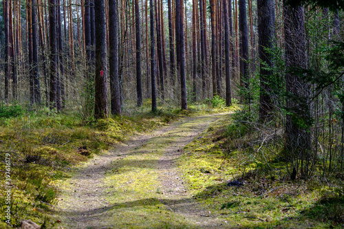 enmpty forest road with tractor car tire track marks
