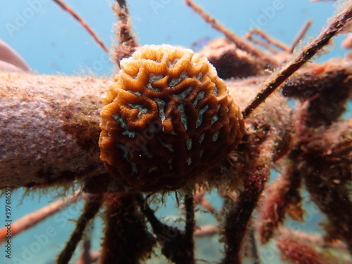 Micro fragment of brain coral at nursery area photo