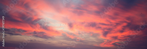 Bright stunning amazing sunset sky with blurry clouds and flock of birds, panorama banner format photo