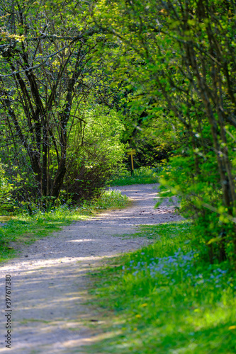 enmpty forest road with tractor car tire track marks