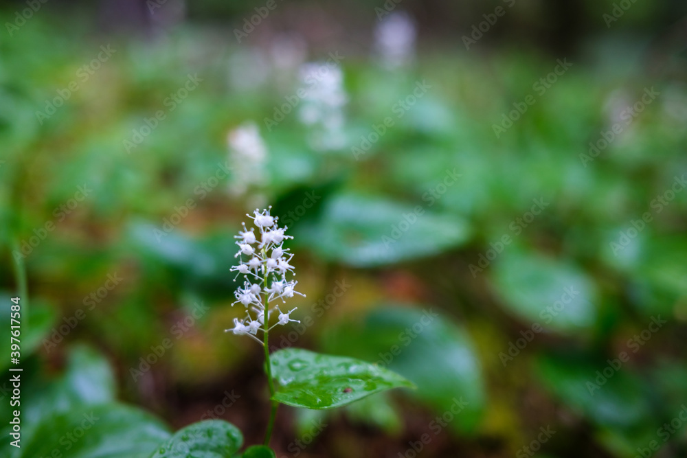 fresh green summer foliage abstract after the rain fresh green summer foliage abstract after the rain