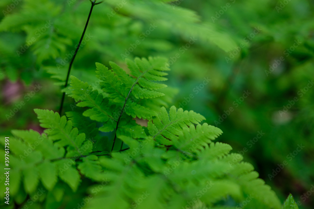 fresh green summer foliage abstract after the rain